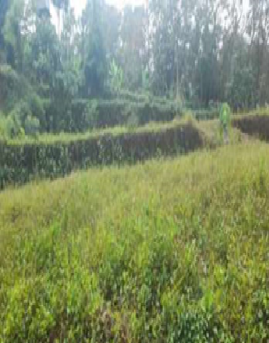Francis, Kerala